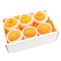 ���������۴�ʿ���ǥ��ݥ�ʾﲹ�ء�