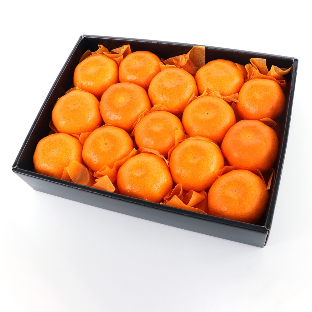 送料込】よこすか菊みかん 1.5kg （15～18個）（常温便） 【日付指定