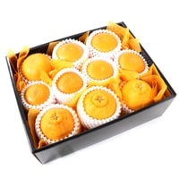 ���������۹Ȥޤɤ������ �ǥ��ݥ� & �������ᴻ�� �������ᴻ�̡ʤϤ�Ҥᡦŷ���Ťε�����˭������ �ǥ��ݥ� �Ȥޤɤ�� �ʾﲹ�ء�  �����ջ����Բġ�