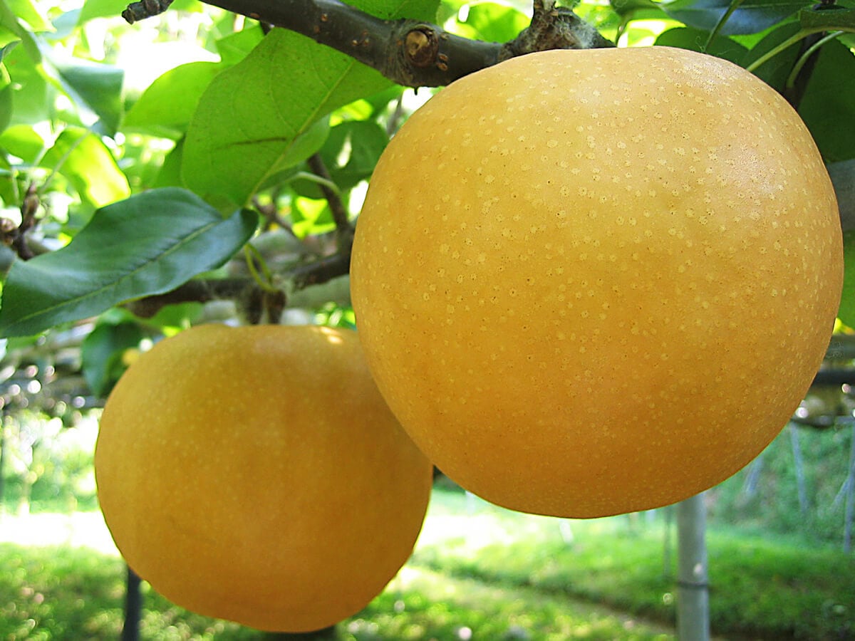 和梨の王様 針木産・黒岩産新高梨4k 4玉入り | 秋 Autumn fruits,新