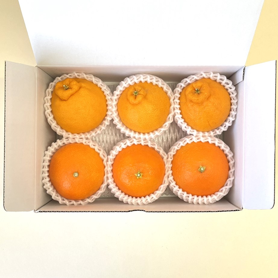 【2月3月販売】柑橘味比べ（せとか・不知火）