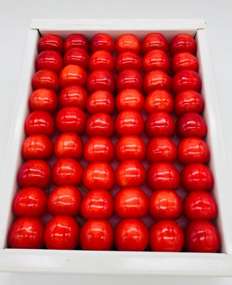 スペシャルギフト《さくらんぼの匠》温室佐藤錦