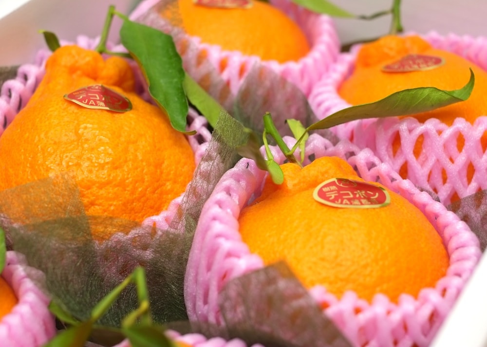 愛知県蒲郡産《樹熟デコポン》樹上で完熟させたデコポン