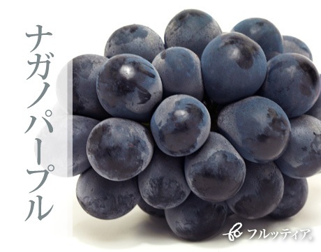 長野県産《ナガノパープル》長野オリジナル高級ぶどう