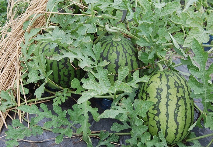 山形県産《尾花沢スイカ》笹原農園こだわりのスイカ 2L・3L・4L/１玉