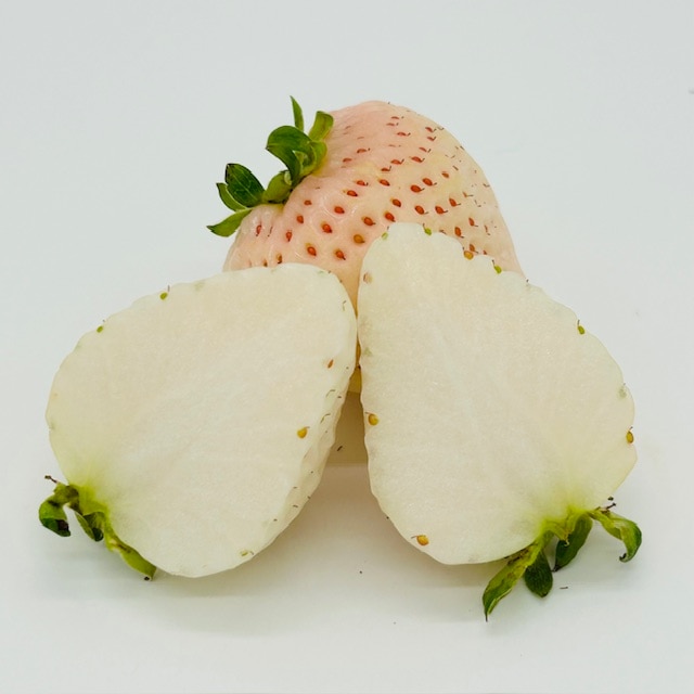 フルーツポンチッチFamily Excellent | フルッティア｜フルーツポンチ