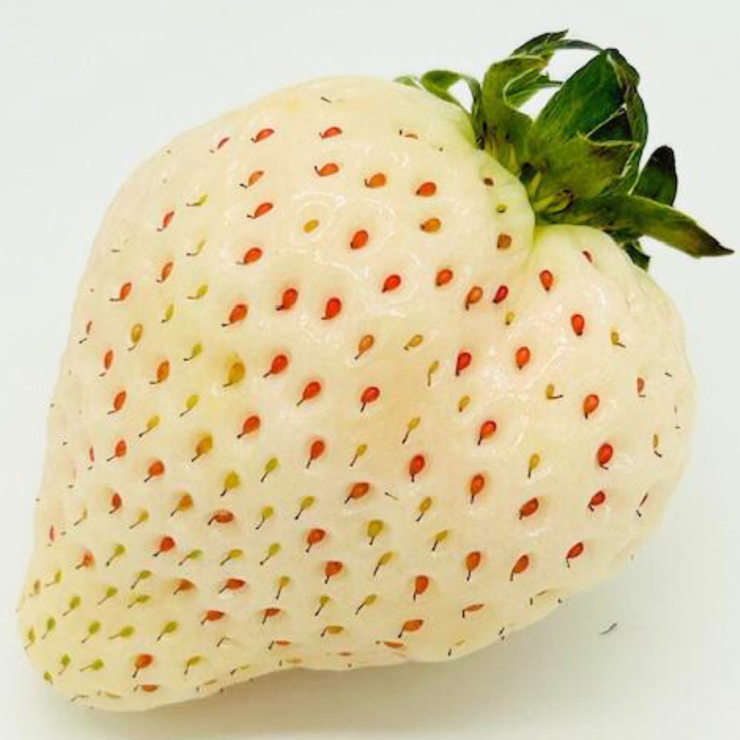 フルーツポンチッチFamily ＜いちご食べ比べ＞