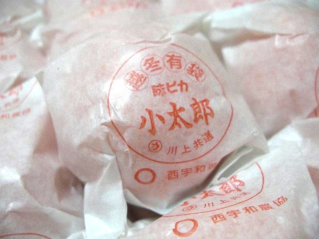 愛媛県産《小太郎みかん》袋がけ越冬完熟みかん 3kg/30個入