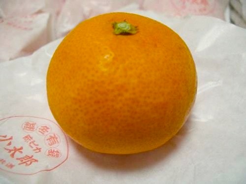 愛媛県産《小太郎みかん》袋がけ越冬完熟みかん 3kg/30個入