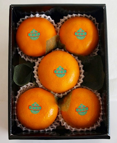 長崎県産《せとか》幻の高級柑橘