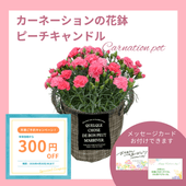 ��F�ۥԡ��������ɥ롡�����͡������β�ȭ