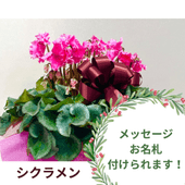 �ߥ��ե� ��������5�極������ȭ�ˡ�PO-4000��