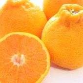 【予約商品】デコポン 5kg ※2月発送