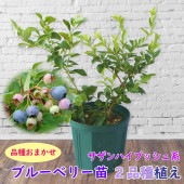 植え替え不要！【品種おまかせ】サザンハイブッシュ系 ブルーベリー 苗 苗木 ２品種植え 樹高30〜40cm 挿木２年生苗 8号スリット鉢に当店が選んだ株を２品種植えこみます 当店独自配合用土 使用 栽