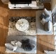 ラグ　カウハイド  （375-88642）4-10