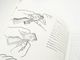 Leica(�饤��)��INSTRUCTIONS for the use of the Leica Camera Models c,f&g (�Ѹ�) (TO-0847)�ڥ쥿���ѥå��饤��ȯ������/����������ô��