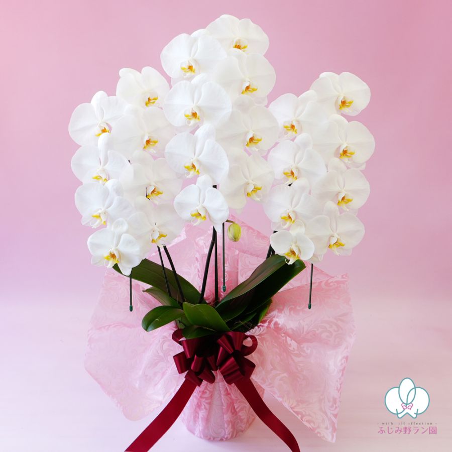 大輪胡蝶蘭「白」バリュークラス　3本立ち　24輪以上