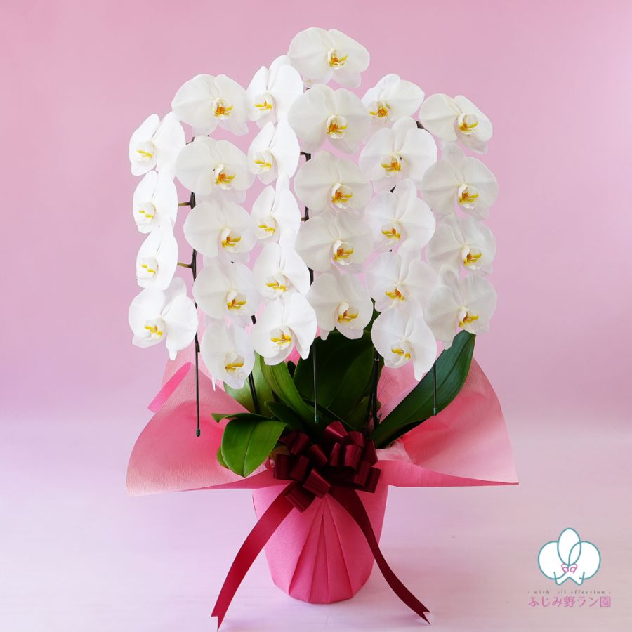 大輪胡蝶蘭「白」スタンダードクラス　3本立ち　27輪以上