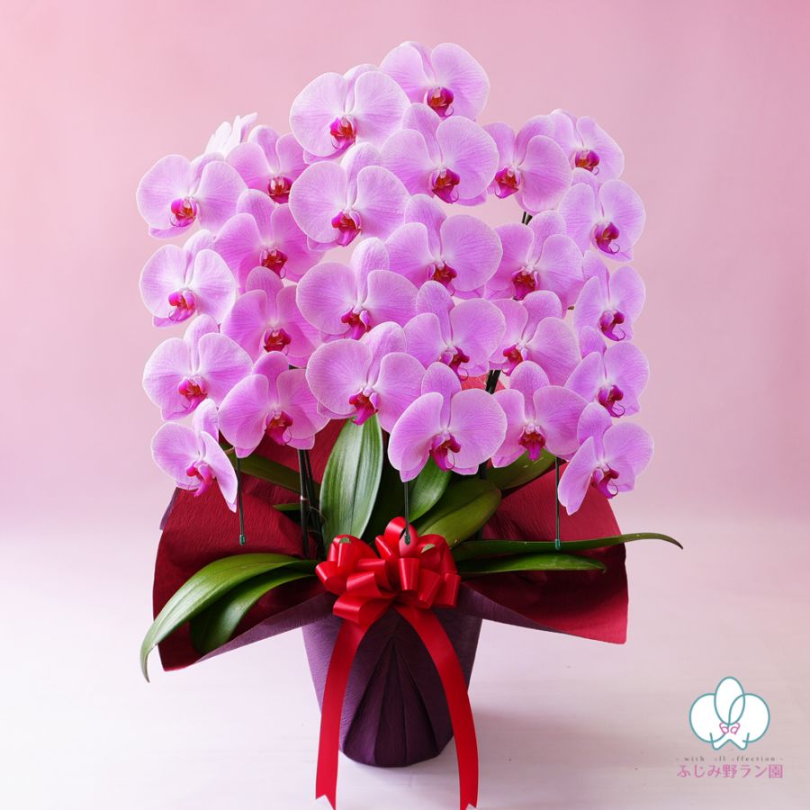 大輪胡蝶蘭「ピンク」スタンダードクラス　3本立ち　27輪以上