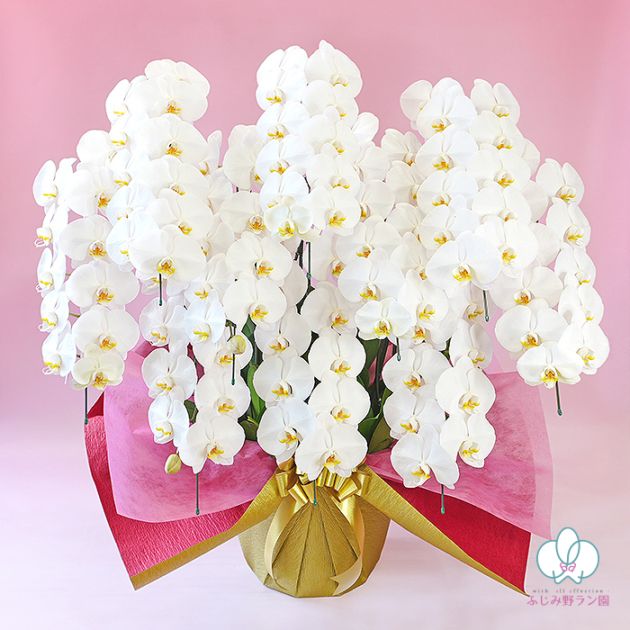 大輪胡蝶蘭「白」10本立ち　100輪以上