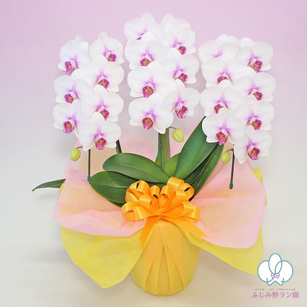 中輪胡蝶蘭「さくら娘」3本立ち