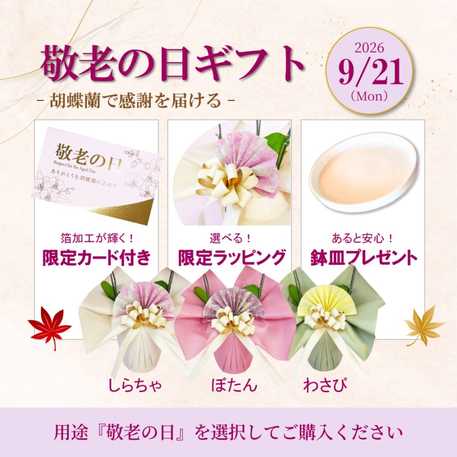 中輪胡蝶蘭「桜姫」スタンダードタイプ 3本立ち | 中輪胡蝶蘭