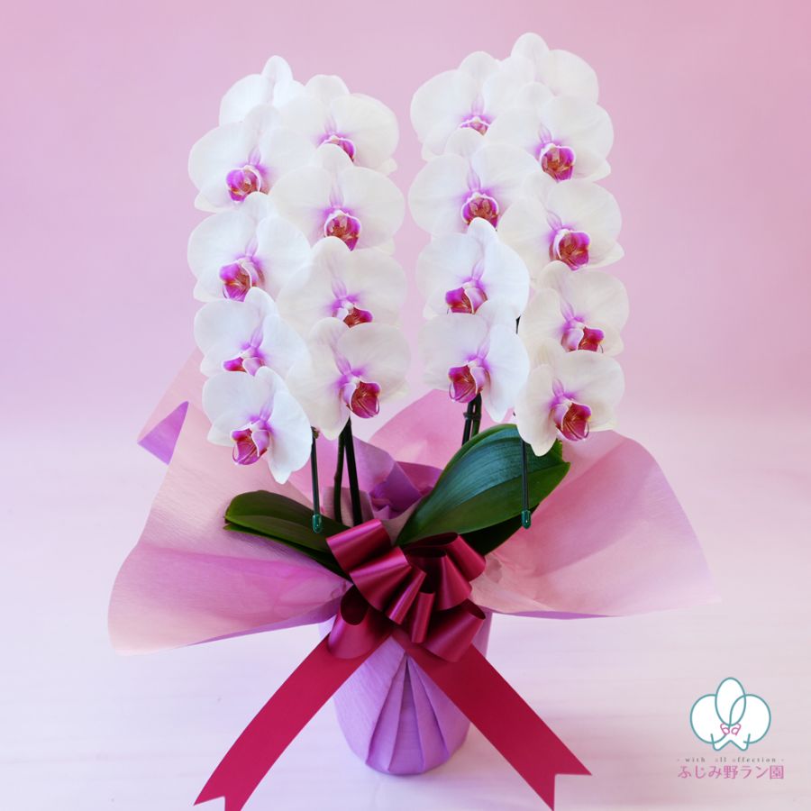 中輪胡蝶蘭「さくら娘」2本立ち（現在つぼみ多め）