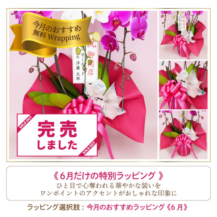 中輪胡蝶蘭「桜姫」2本立ち | 中輪胡蝶蘭 | ふじみ野ラン園 本店