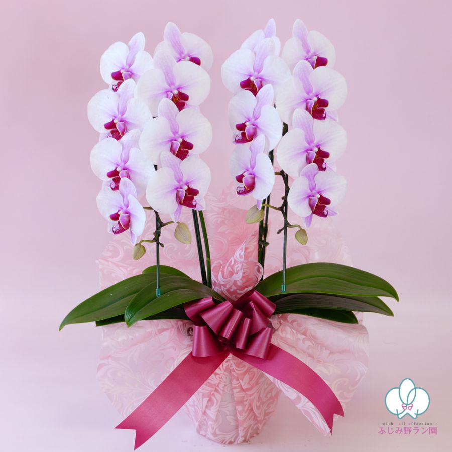 中輪胡蝶蘭「桜姫」2本立ち