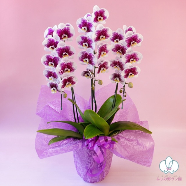 中輪系スポット胡蝶蘭「 雅 -MIYABI-」3本立ち