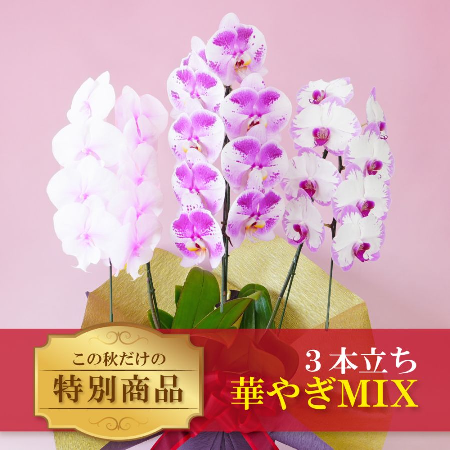 秋の特別仕立て-華やぎMIX 3本立ち- 【秋の特別商品】