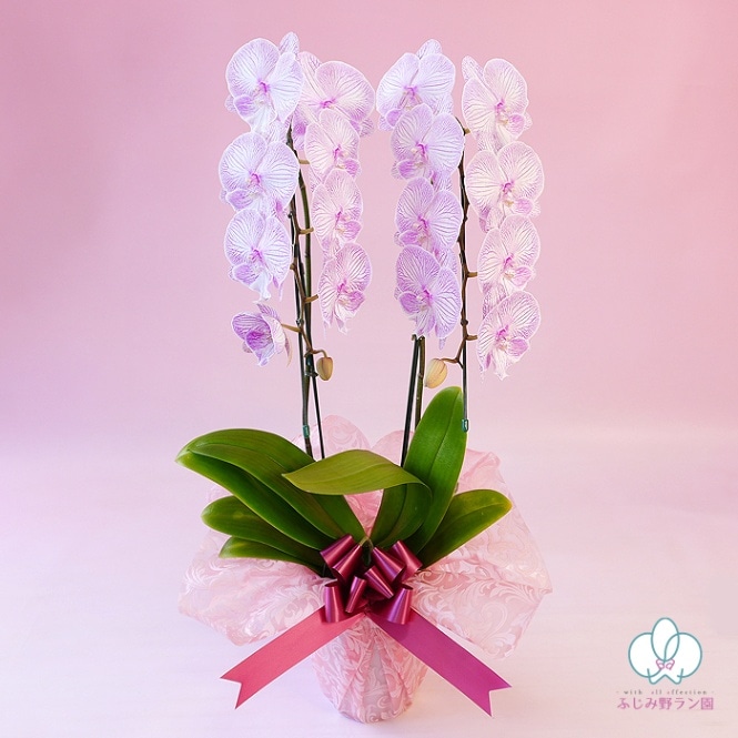 中大輪系胡蝶蘭「マダムマリー」 2本立ち （現在つぼみ多め）