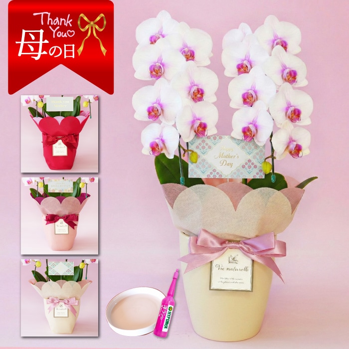 【母の日】中輪胡蝶蘭「さくら娘」２本立ち