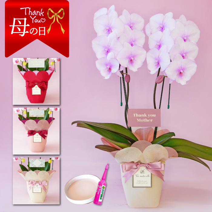 【母の日】中輪胡蝶蘭「スプリングフェアリー」２本立ち