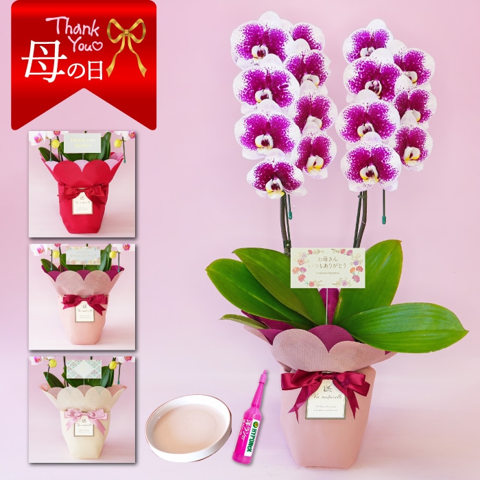 【母の日】中輪胡蝶蘭「雅-MIYABI-」２本立ち