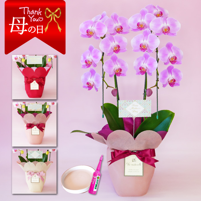【母の日】中輪胡蝶蘭「ジェシーズガール」２本立ち