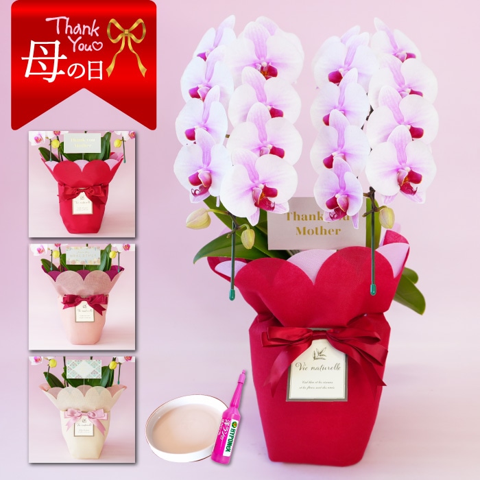 【母の日】中輪胡蝶蘭「桜姫」２本立ち