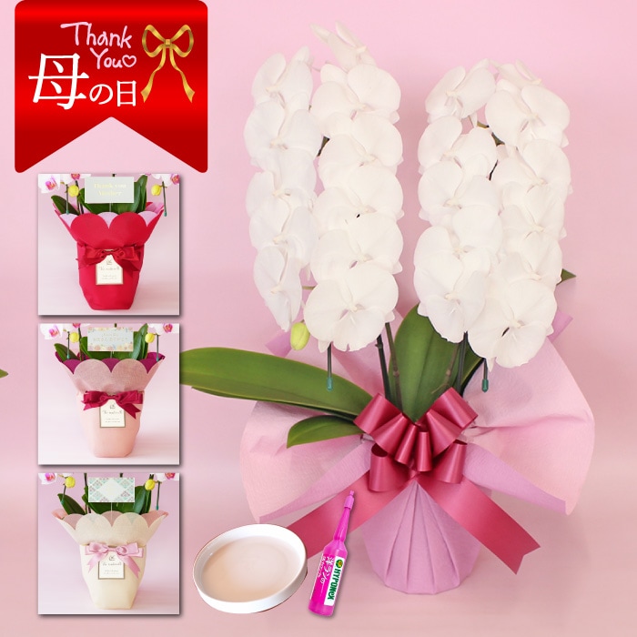【母の日】中輪胡蝶蘭「マダムホワイト」２本立ち《満開》