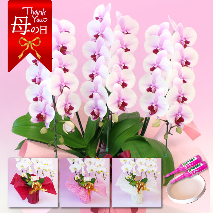 【母の日】中輪胡蝶蘭「桜姫」3本立ち