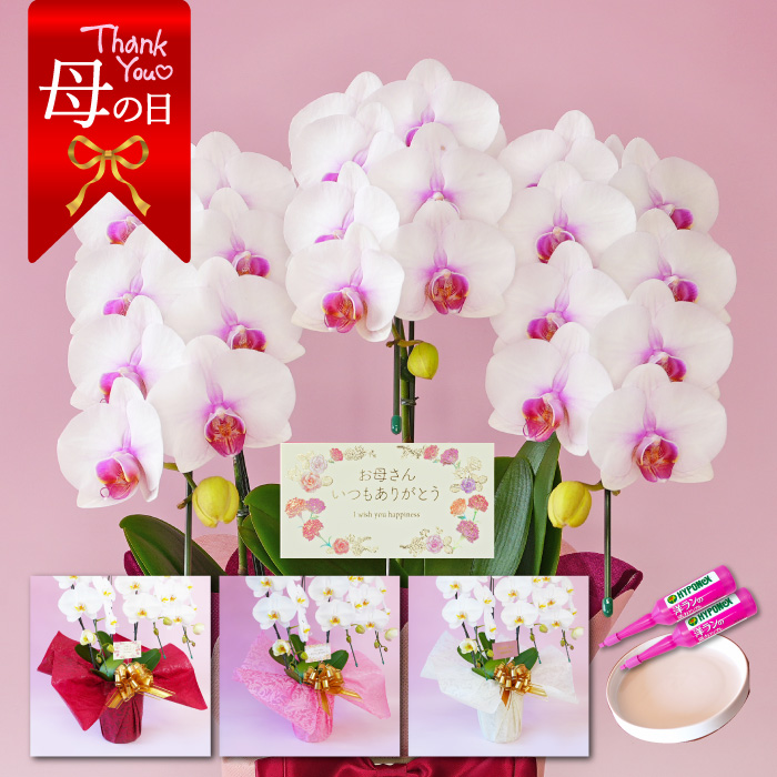 【母の日】中輪胡蝶蘭「さくら娘」3本立ち