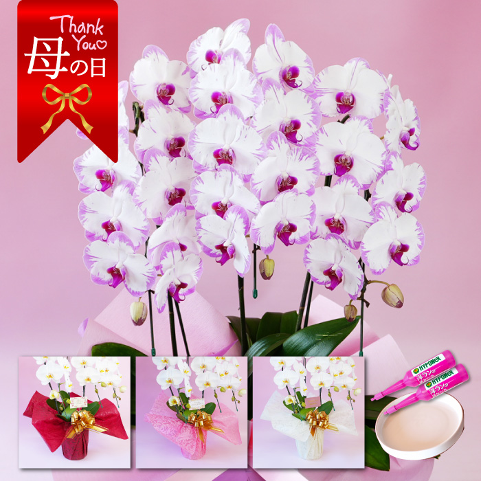 【母の日】中輪胡蝶蘭「スイーティー」3本立ち