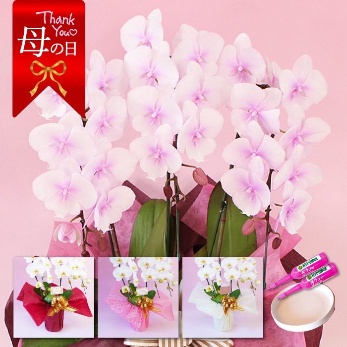 【母の日】中輪胡蝶蘭「スプリングフェアリー」3本立ち