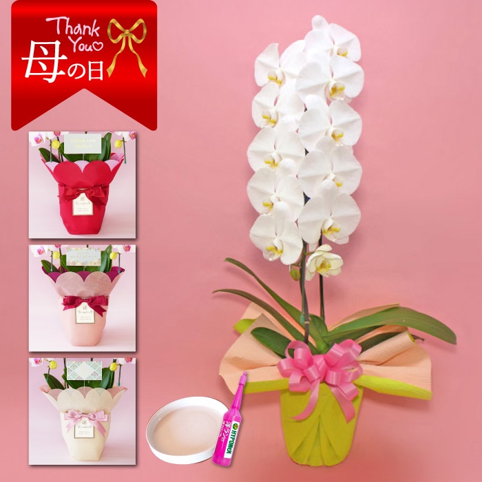 【母の日】大輪胡蝶蘭「白」１本立ち