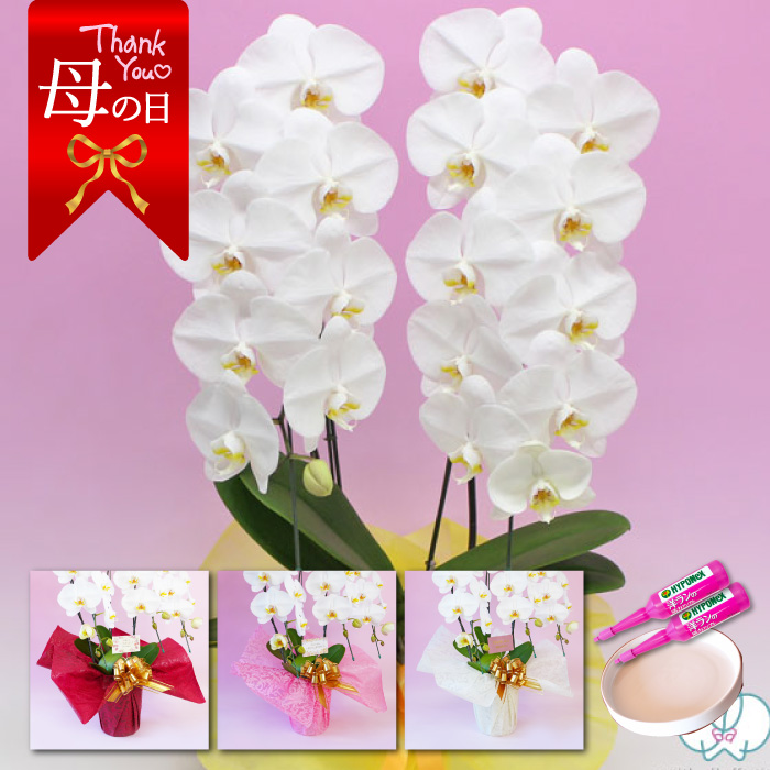 【母の日】大輪胡蝶蘭「白」２本立ち