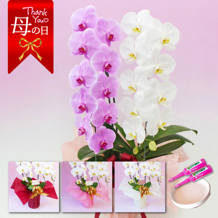 【母の日】大輪胡蝶蘭 「MIX」２本立ち