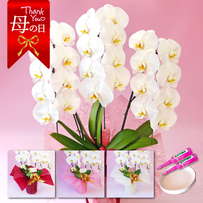 【母の日】大輪胡蝶蘭「白」3本立ち　24輪以上
