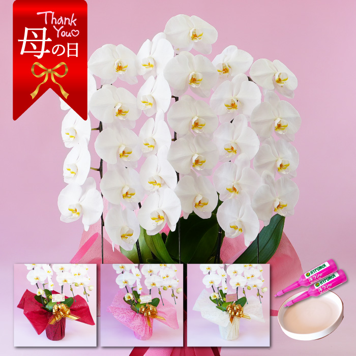 【母の日】大輪胡蝶蘭「白」3本立ち　27輪以上