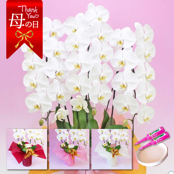 【母の日】大輪胡蝶蘭「白」3本立ち　30輪以上