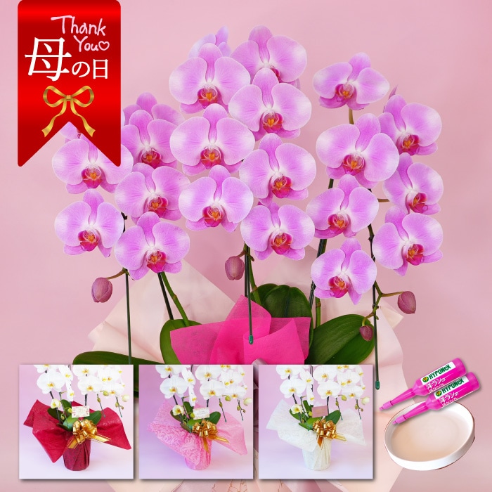 【母の日】中輪胡蝶蘭「ジェシーズガール」3本立ち