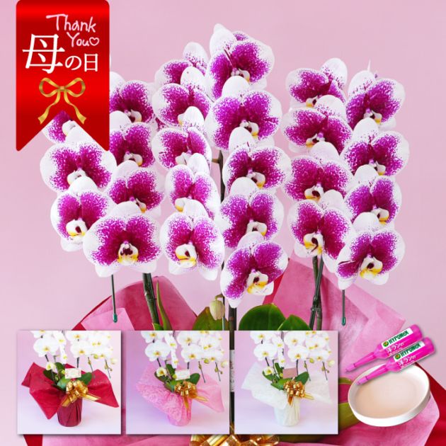 【母の日】大輪胡蝶蘭「雅-MIYABI-」3本立ち